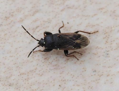 Megalonotus sabulicola